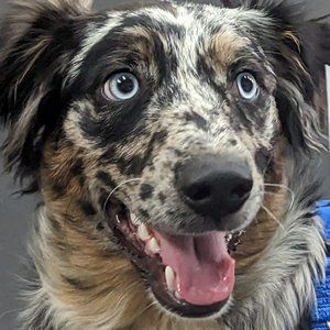 Meet your Posher, Indy